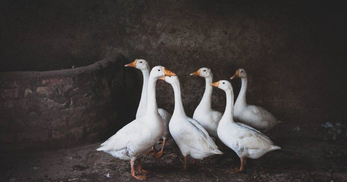 six white goose