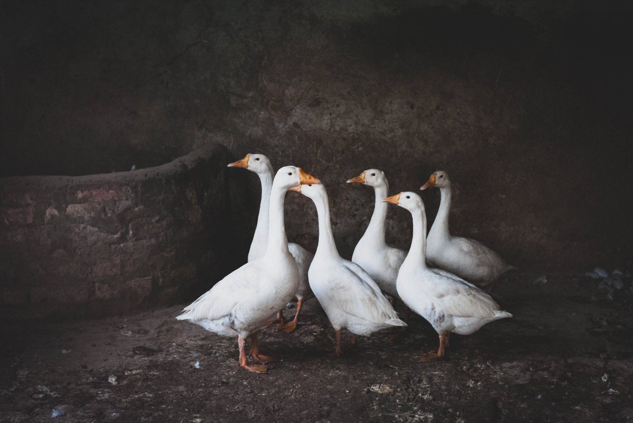 six white goose