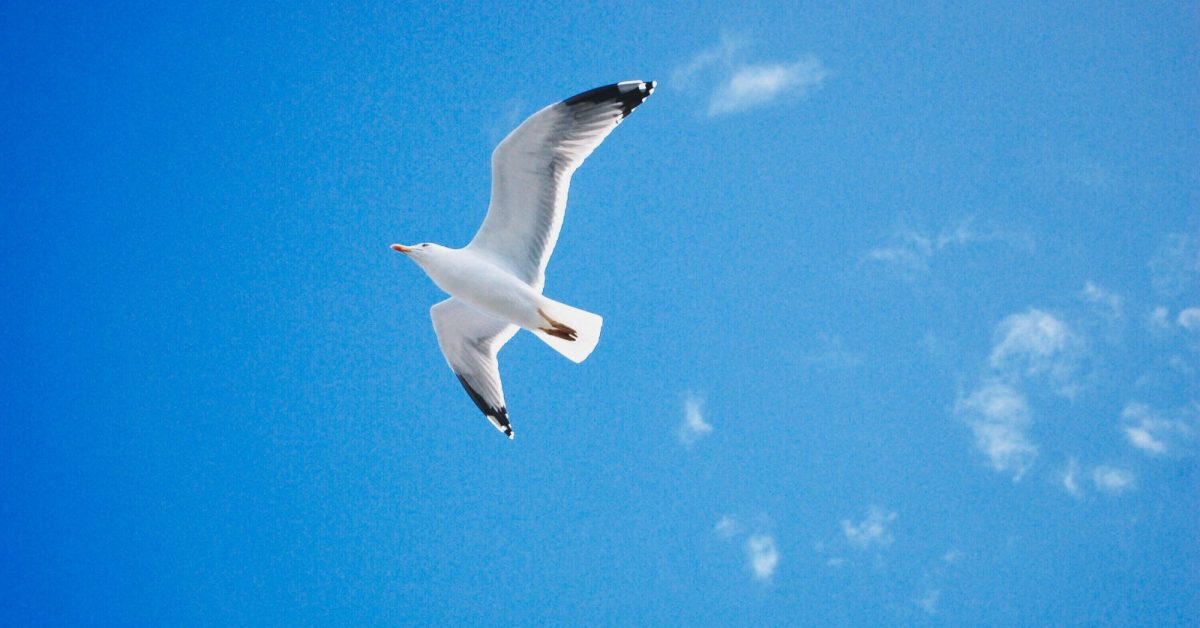 low angle photo of seagull