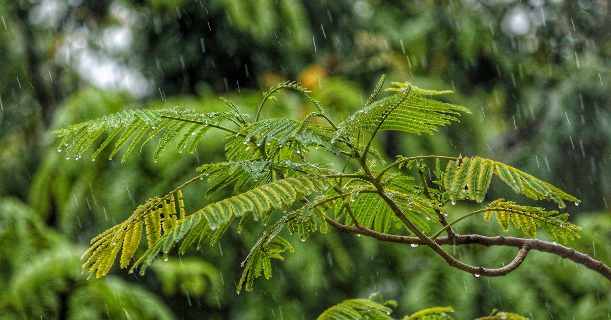 macro shot photography of tree during daytime while raining