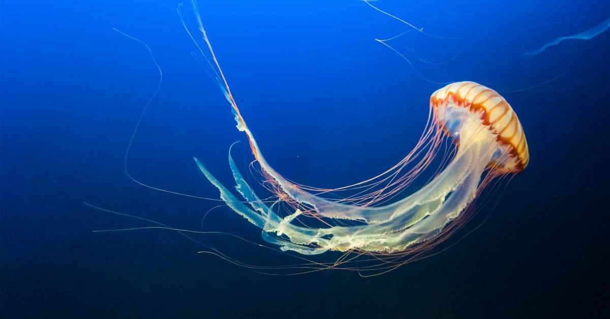 photo of brown jellyfish