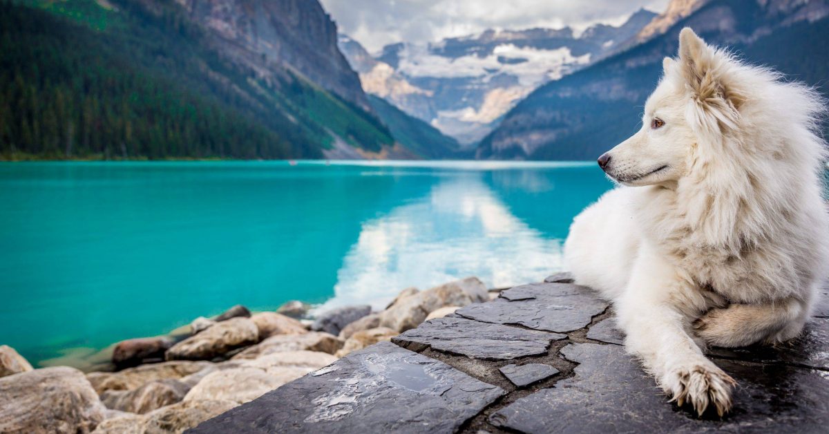 A white dog sitting on a rock formation near a large mountain pond.