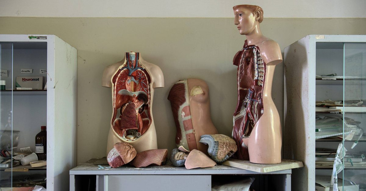 body anatomy mannequins on table