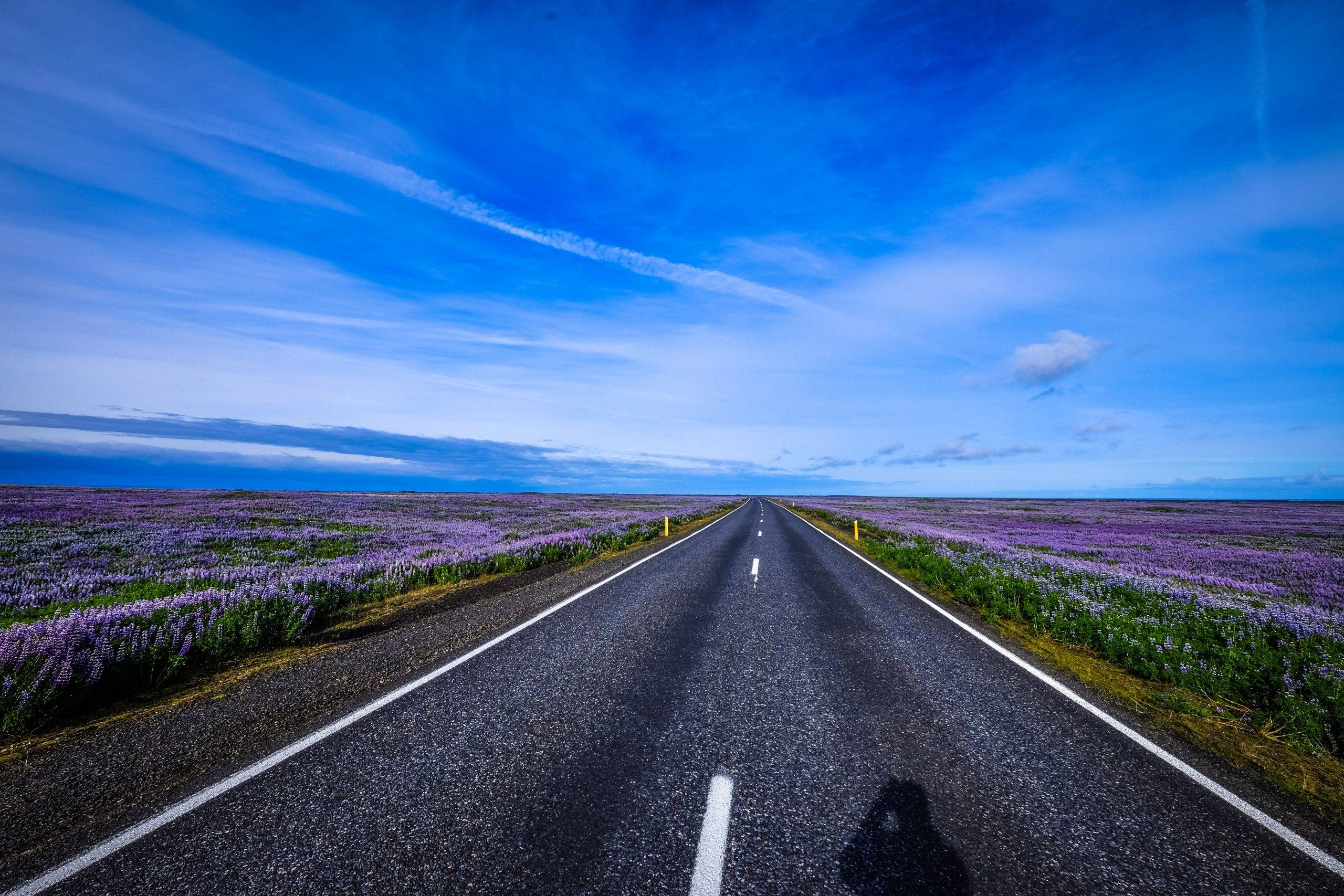 empty pave road between purple petaled flower plant field