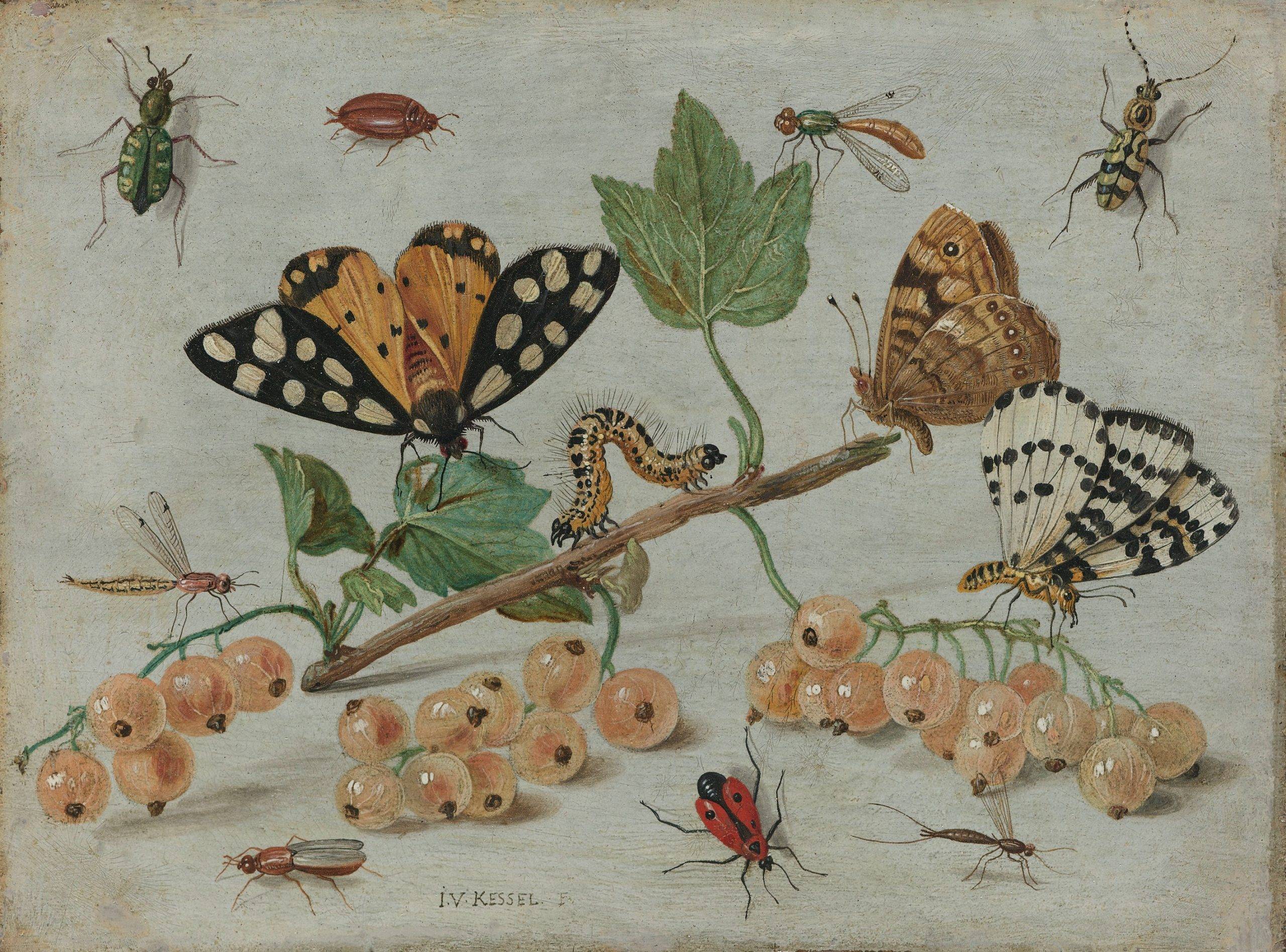 brown and black butterflies on green leaves