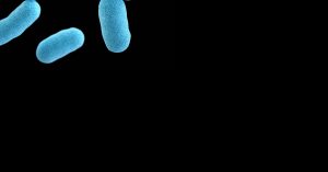 Prokarióták; baktériumok, kékmoszatok