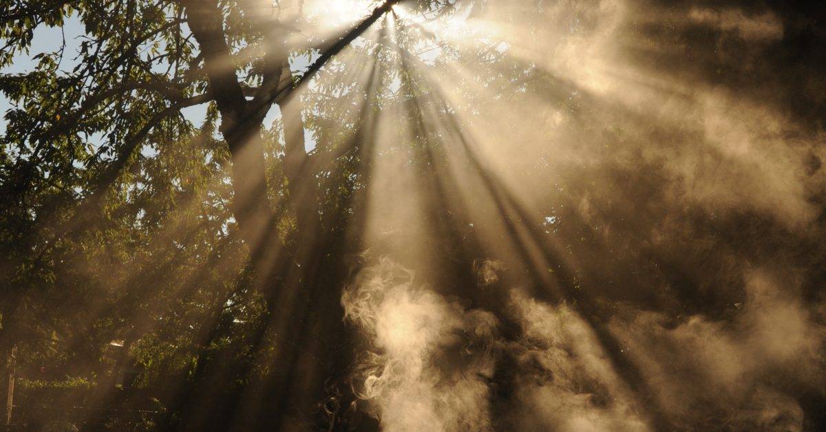 sun rays coming through trees