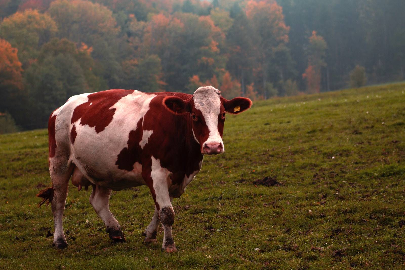 brown and white cow on green grass field during daytime