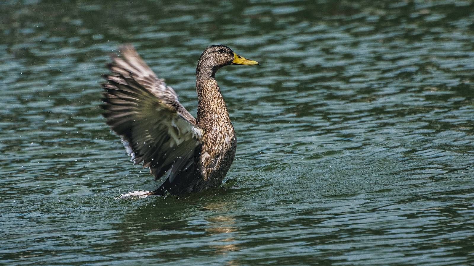 brown mallard duck on body of water at daytime
