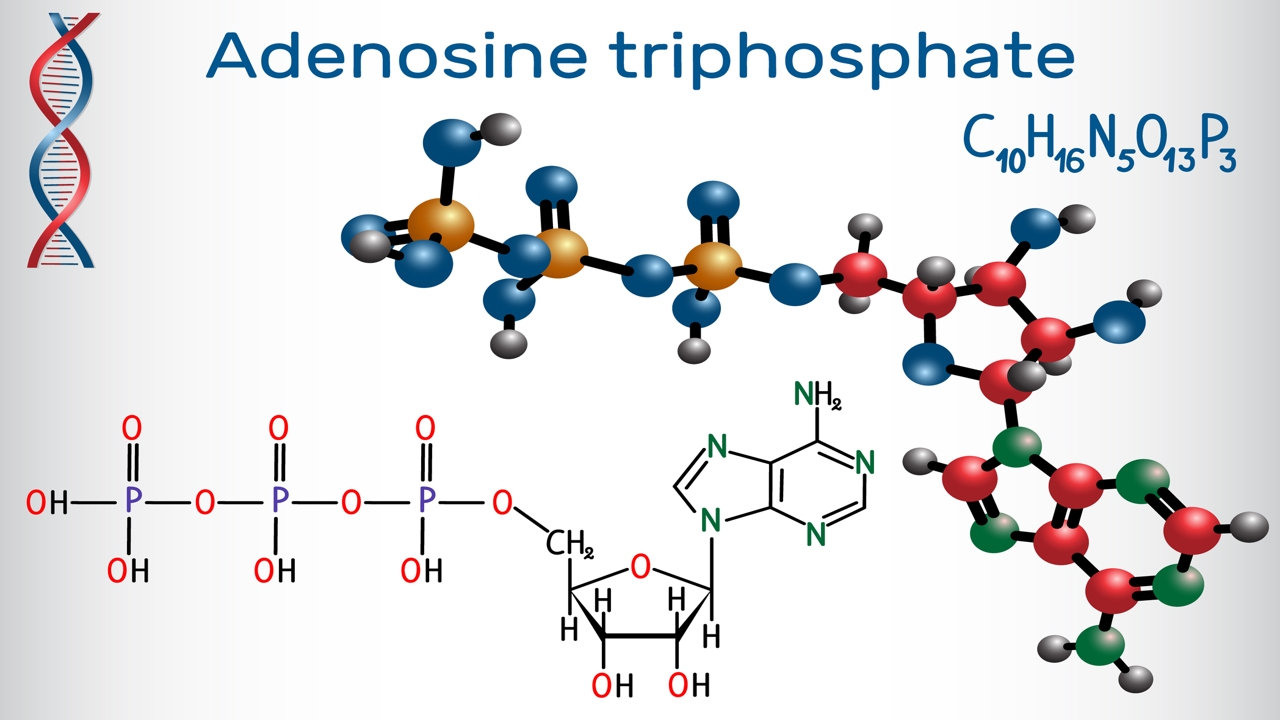 1280-895674396-adenosine-triphosphate-molecule